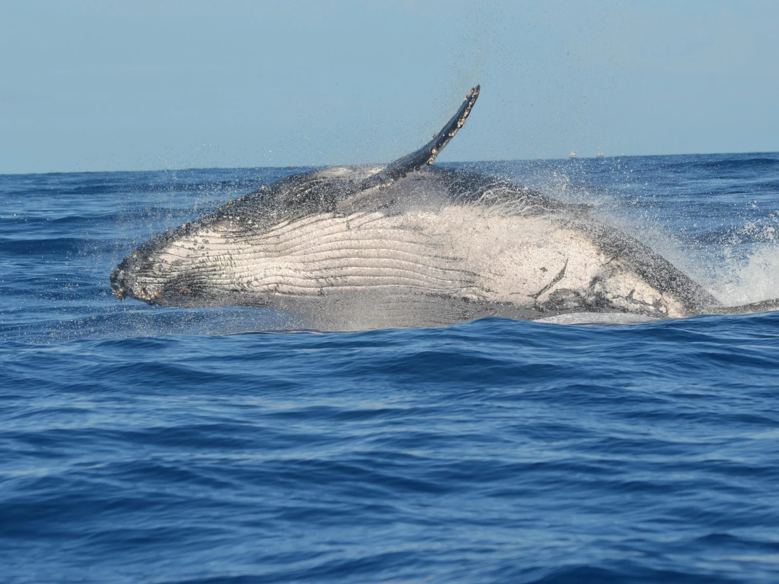 Photo d'illustration de l'article de blog Voyage sur mesure à la Réunion : conseils pour organiser vos vacances qui montre une Baleine dans l'Océan Indien. Depuis le point de vue du Cap Lahoussoye à Saint-Paul. Pour les observer, il est important de bien choisir sa période de voyage. D'où l'importance d'un voyage sur mesure à La Réunion, où chaque étape est pensée pour vivre des émotions fortes tout en admirant la diversité des paysages. L’image illustre parfaitement le rôle d’un travel planner à la Réunion : créer un itinéraire sur mesure qui combine exploration, authenticité et émerveillement face aux joyaux naturels de l’île.